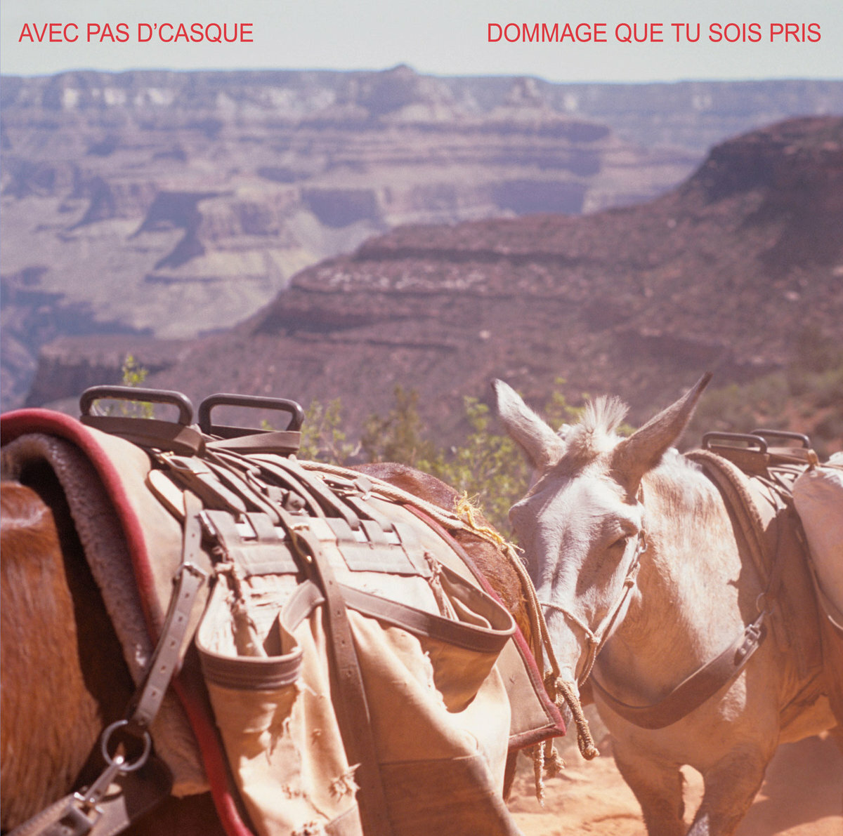 avecpasdcasque_2023-02-02-164952_ovuf